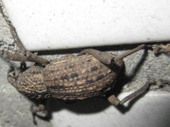 Sipalinus gigas
