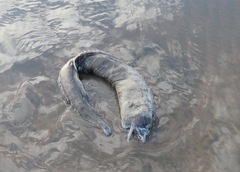 Gymnothorax castaneus