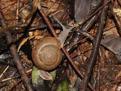 Siamese Common Snail