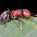 Compact Carpenter Ant - Photo (c) Judy Gallagher, some rights reserved (CC BY), uploaded by Judy Gallagher