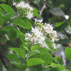 Glossocarya hemiderma