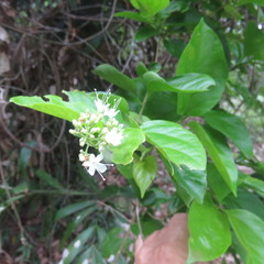 Glossocarya hemiderma