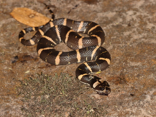 Deuve's Water Snake