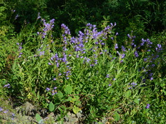 Penstemon venustus