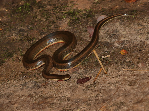 Mekong Mud Snake