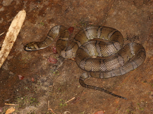 Deuve's Water Snake