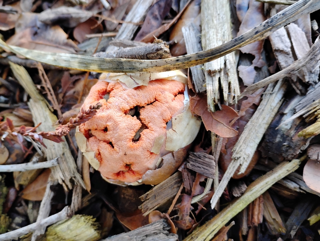 Clathrus ruber · November 2025 · photo: © pholroyd (iNaturalist, cc0)
