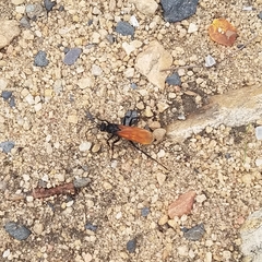 Calopompilus pyrrhomelas
