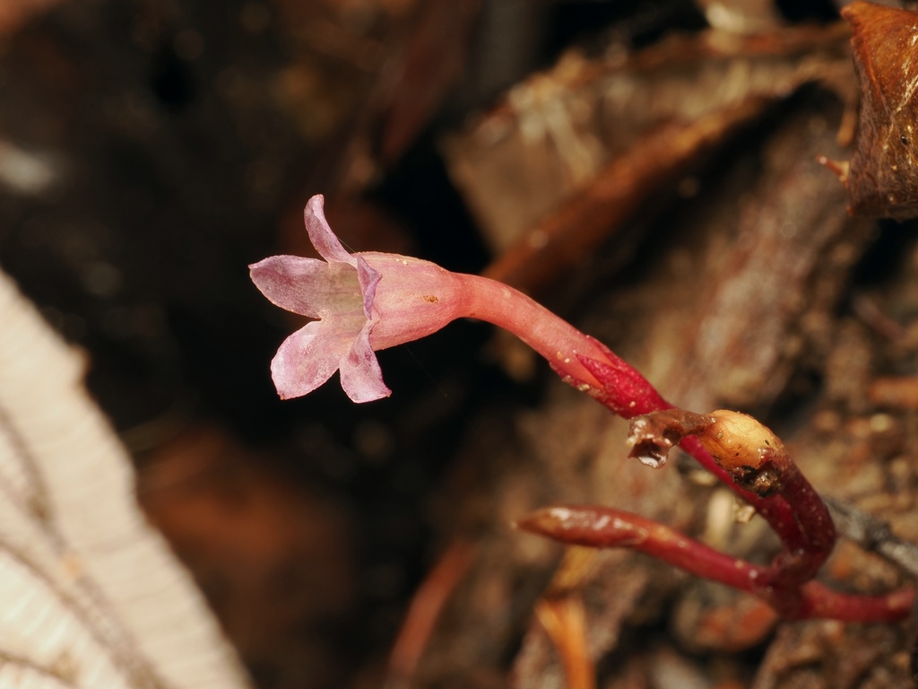 Voyria pulcherrima