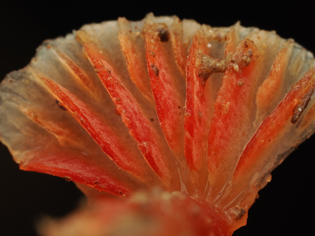 Hygrocybe mirabilis · November 2025 · photo: © alan_rockefeller (iNaturalist, cc-by-sa)