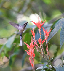 Phaethornis hispidus