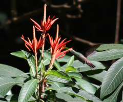 Saucerottia viridigaster