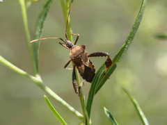 Leptoglossus impictus