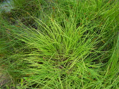 Carex arcta