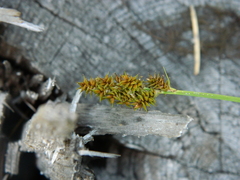 Carex arcta