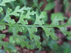 Dennstaedtia wilfordii