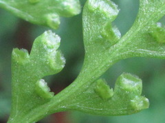 Dennstaedtia wilfordii
