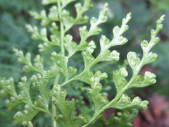 Dennstaedtia wilfordii