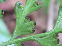 Dennstaedtia wilfordii
