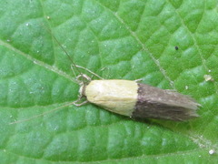 Opogona nipponica
