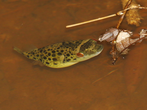 Cochinchina-kogelvis (Pao cochinchinensis) — Tetraodontidae — 5