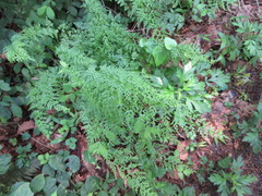 Dennstaedtia wilfordii