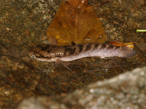 Red-tailed Snakehead