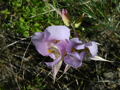 Calochortus nitidus