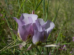 Calochortus nitidus