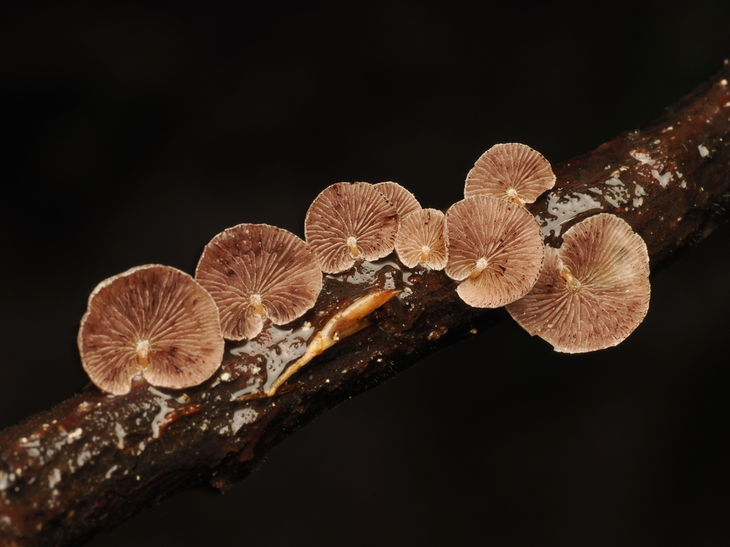 Deconica horizontalis · November 2025 · photo: © alan_rockefeller (iNaturalist, cc-by-sa)