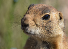 Cynomys parvidens