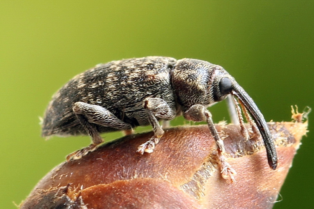 Dorytomus nordenskioldi