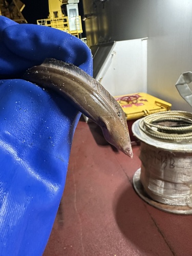 Sailfin worm eel (Letharchus velifer) — Ophichthidae — 4