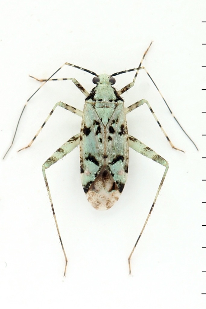 lime plant bug