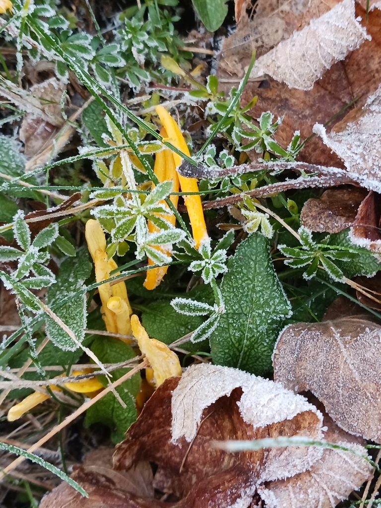 Clavulinopsis luteoalba