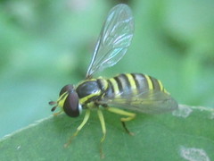 Xanthogramma flavipes