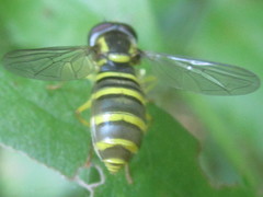 Xanthogramma flavipes