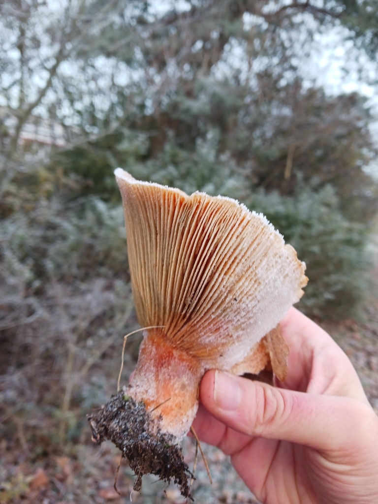 Lactarius deliciosus · November 2025 · photo: © mangoblatt (iNaturalist, cc0)