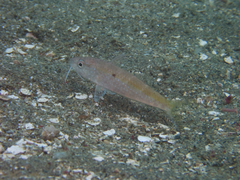 Parupeneus heptacantha