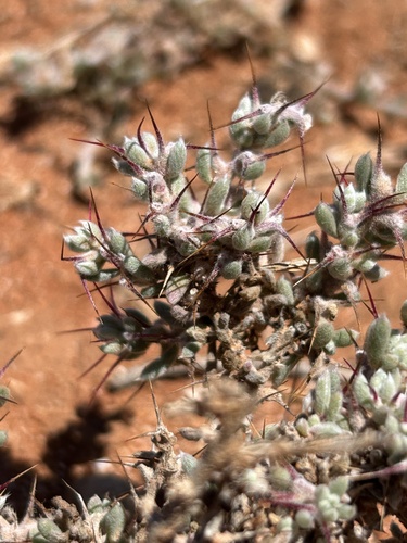 Sclerolaena obliquicuspis, 2025-11-18