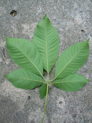 Image of Vitex cymosa by no rights reserved