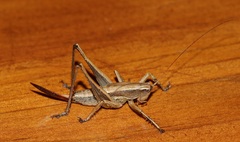 Requena victoriae