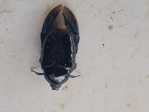 Large Black Nest Chafer