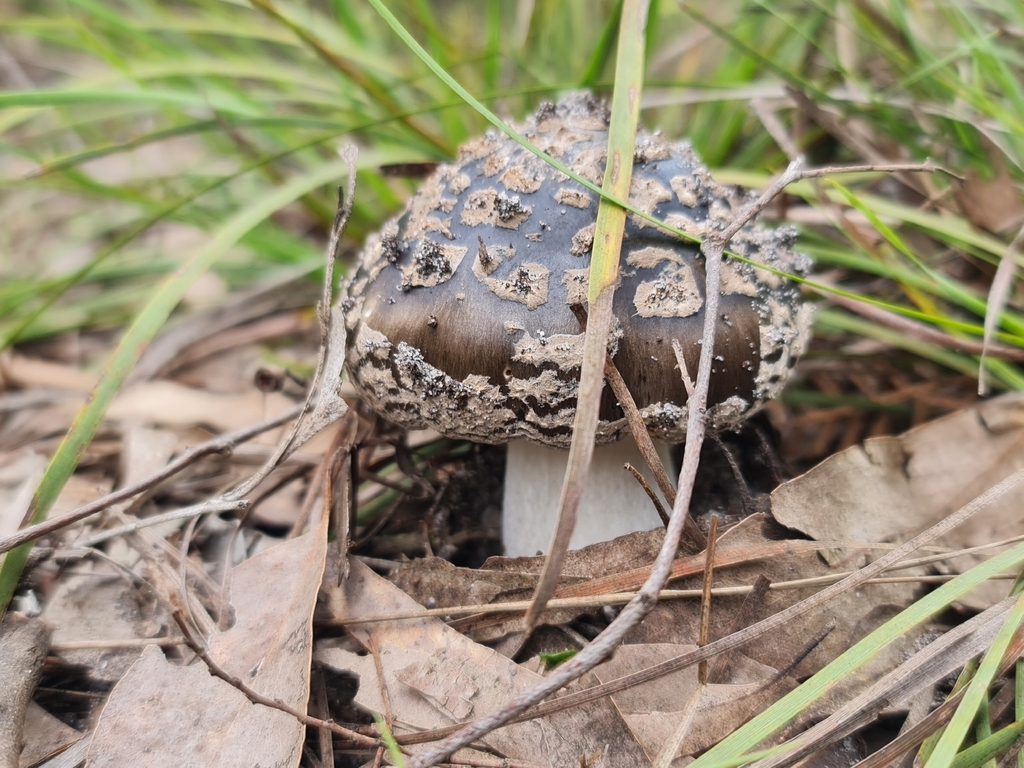 Amanita umbrinella