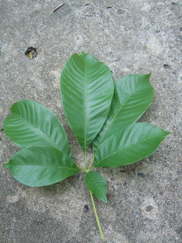 Image of Vitex cymosa by no rights reserved