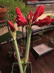 Hippeastrum hybridum