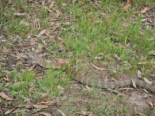 Tiger Snake sighting