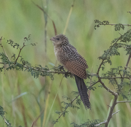 Black Coucal (Centropus grillii), photo 9