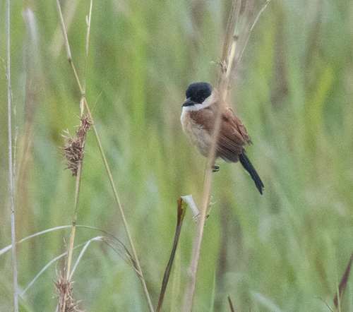 Marsh Tchagra (Bocagia minuta), photo 3