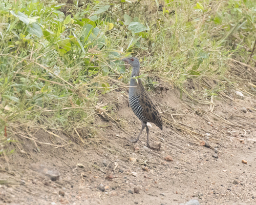 Guión africano (Crex egregia)